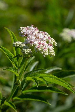 Black danewort Sambucus ebulus berries close-up. Blooming danewort, dwarf elderberry or elderwort, Sambucus ebulus.