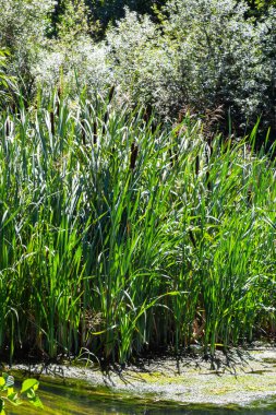 Typha latifolia, Common Bulrush. Broadleaf Cattail, blackamoor flag. mace reed water-torch.