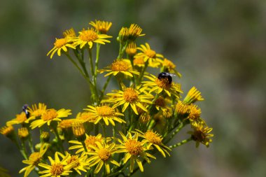 yellow flowering plants of Ragwort, Jacobaea vulgaris early morning on sunny day with blue sky in summer season close up.