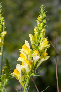 Flaxseed or wild snapdragon Linaria vulgaris is a medicinal herb. Wildflowers inflorescence.