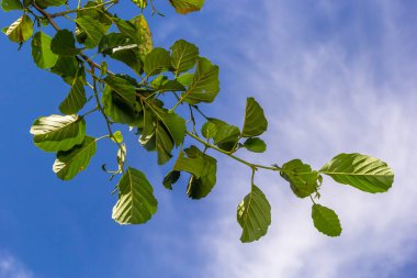 Kızılağaç yaprak ve yeşil koni dalı. Alnus glutinosa, ortak Kızılağaç, siyah Kızılağaç bahar dalı.