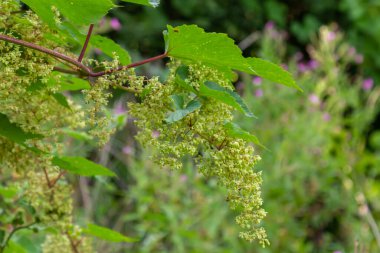 male flowers of common hop, blossom on a summer day.