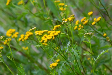 Tansy flowers Tanacetum vulgare Genus of perennial herbaceous plants and shrubs of the family Asteraceae.