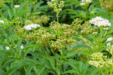 In the wild, elderberry herbaceous Sambucus ebulus blooms in summer.