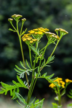 Yellow flowers of Tancy blooming in the summer. Tansy Tanacetum vulgare is a perennial, herbaceous flowering plant in the genus Tanacetum in the aster family, native to temperate Europe and Asia.