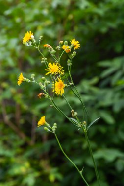 Common Groundsel or Senecio vulgaris in wild, Belarus.