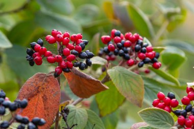 The fruit Viburnum lantana. Is an green at first, turning red, then finally black, wayfarer or wayfaring tree is a species of Viburnum.