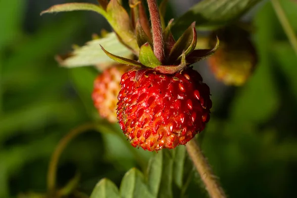 Fragaria vesca, commonly called wild strawberry, woodland strawberry, Alpine strawberry, European strawberry, fraise des bois.