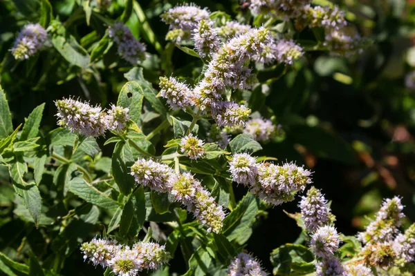 In the wild grows mint long-leaved Mentha longifolia.