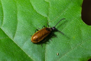 Lagria hirta böceği. Tenebrionidae familyasından tüylü bir böcek, Asteraceae ve Apiaceae bitkileriyle beslendiği söylenir..