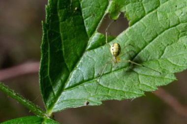Örümcek Enoplognatha ovata ya da benzer Enoplognatha latimana, Theridiidae familyasına yakın çekim. Ragwort Jacobaea vulgaris yaprağının altında. Temmuz.