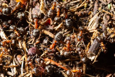 Red wood ants build a nest Formica rufa. Red ant colony in the forest. Macro photo.
