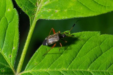 Capsodes flavomarginatus is a species of plant bug belonging to the family Miridae.