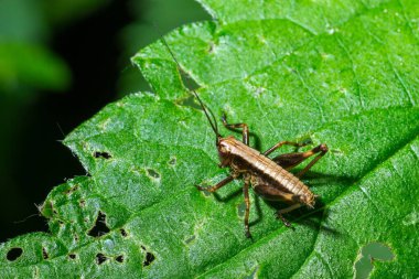 A Dark bush-Cricket Pholidoptera griseoaptera perched on a leaf.
