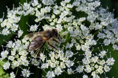 Piskoposluğun beyaz çiçeklerinden nektar toplayan arıya yakın çekim, Aegopodyum podagraria.
