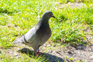 Pigeon on grass. Poultry and plants. City pigeon in park. One bird.