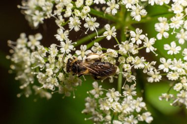 Bee Gathering Pollen from a White Flower on a Summer Day. close up.