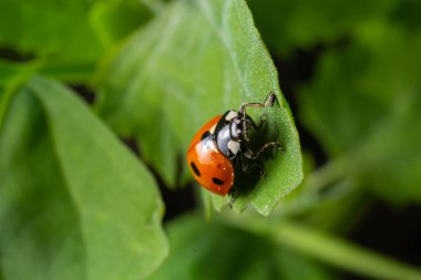Macro of spring red ladybug Coccinella septempunctata on green leaf in forest, natural environment.