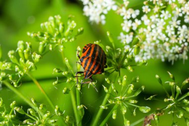 Avrupa Ozan Böceği ya da İtalyan Çizgili Kalkan Böceği, Graphosoma Lineatum, çimenlere tırmanıyor.