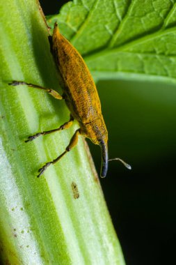 The beetle beetle, also known as the nunus, is a beetle that belongs to the superfamily Curculionoidea, known for its elongated snout.insects animals .