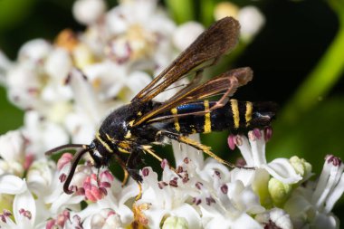 Paranthrene tabaniformis on elder flower close-up. In the natural environment, near the forest in summer.