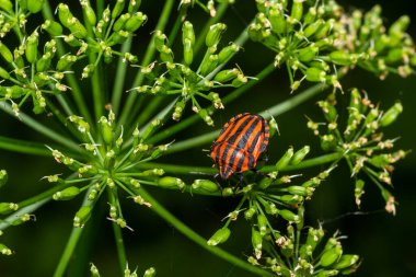 Avrupa Ozan Böceği ya da İtalyan Çizgili Kalkan Böceği, Graphosoma Lineatum, çimenlere tırmanıyor.