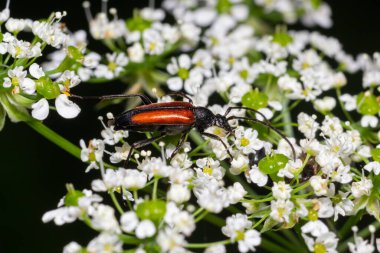 The common red soldier beetle Rhagonycha fulva, also misleadingly known as the bloodsucker beetle, is a species of soldier beetle Cantharidae.