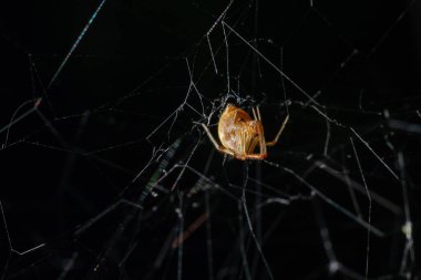 Triangulate Cobweb or Triangulate Comb-Foot spider Steatoda triangulosa.