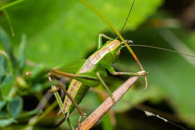 Green grasshopper sitting on a green leaf. Grasshopper in nature.