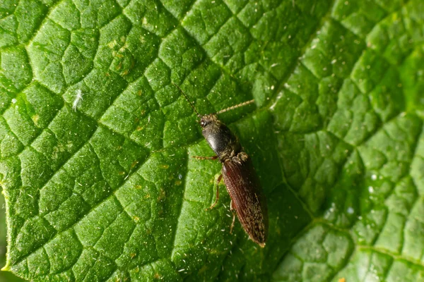 Agrypnus murinus is a click beetle a species of beetle from the family of Elateridae. It is commonly known as the lined click beetle. It larvae are important pest in soil of many crops.