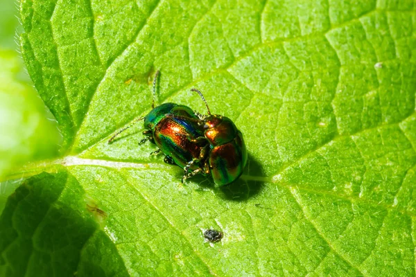 two shiny leaf beetles with rainbow colors during insect mating, chrysolina fastuosa.