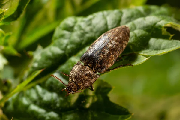 Agrypnus murinus is a click beetle a species of beetle from the family of Elateridae. It is commonly known as the lined click beetle. It larvae are important pest in soil of many crops.