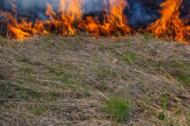 Kuru otları yakıyorum. Diller kırmızı alev ve yanan kuru sarı çimenler duman içinde.
