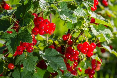 Frenk üzümü bir çalı Bahçe, berry, hasat, yaz, bitki yetişen.