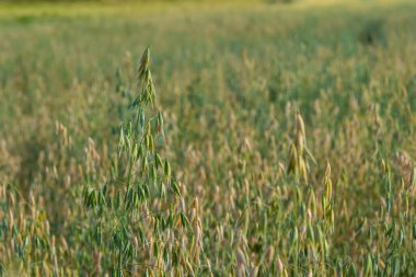 Avena sativa, yaygın yulaf, insan tüketimi için yetiştirilen tahıl yulaf ezmesi ve rulo yulaf..