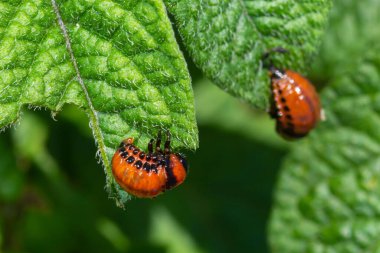 Colorado patates böceği larva ve böcekleri tarafından tahrip edilen patates yetiştiriciliği, Leptinotarsa decemlineata, Colorado böceği, on çizgili mızrak, on çizgili patates böceği,.