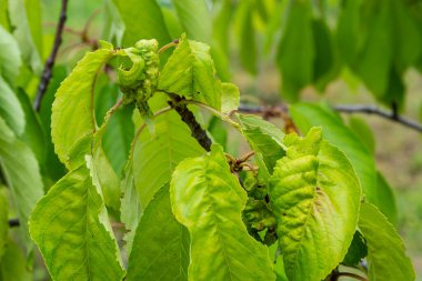 Kıvrılmış kiraz yaprakları. Siyah yaprak bitinden etkilenmiş kiraz dalları. Yaprak bitleri, Aphis Schneideri, bahçe haşerelerinden çok zarar görmüş. Virüs enfeksiyonundan çok zarar görmüş..
