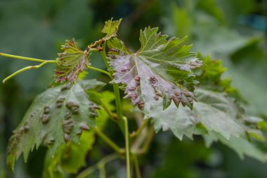 Colomerus vitis hastalığı olan Erinosis ile üzüm yaprakları.