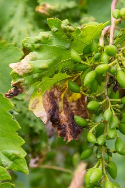 Colomerus vitis hastalığı olan Erinosis ile üzüm yaprakları.