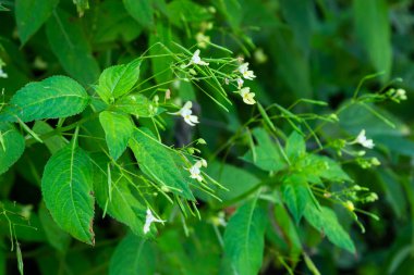 Impatiens parviflora, Small balsam a plant that likes shade.