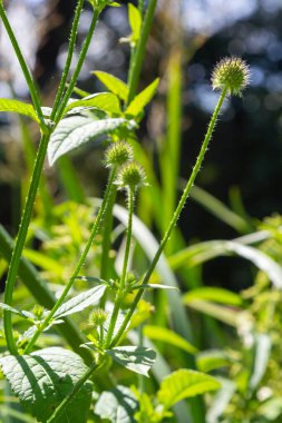 Dipsacus pilosus, Small Teasel. Wild plant shot in summer.