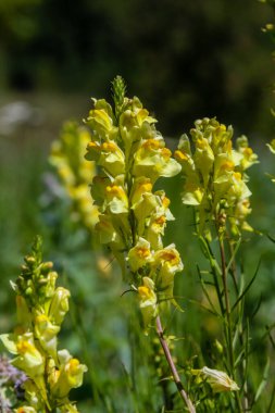 Linaria vulgaris, isimler ortak Toadflax, sarı Toadflax, veya tereyağı-ve-yumurta, yaz aylarında çiçeklenme.