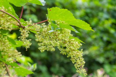 male flowers of common hop, blossom on a summer day.