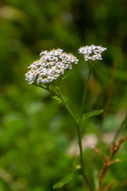 Yarrow common, flowers of a medicinal plant. Raw materials for the medical industry.