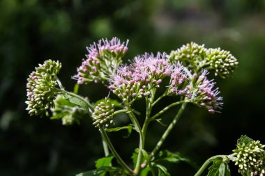 It blooms in the wild hemp agrimony Eupatorium cannabinum.