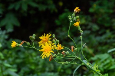 Common Groundsel or Senecio vulgaris in wild, Belarus.