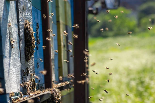 swarm of honey bees flying around beehive. Bees returning from collecting honey fly back to the hive. Honey bees on home apiary, apiculture concept.