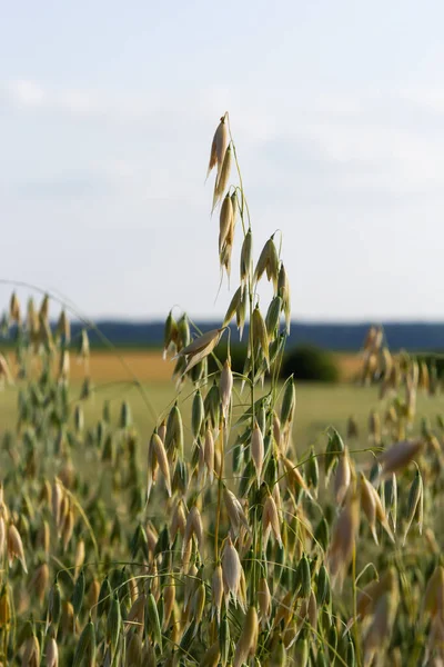 Field of young green Oats. Plantation of oats in the field - crop agricultural industry.