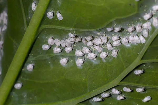 Whitefly Aleyrodes proletella tarımsal veba lahana yaprağı üzerinde.