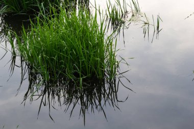 Close up of Simplestem burreed Sparganium erectum.
